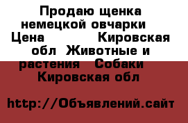 Продаю щенка немецкой овчарки  › Цена ­ 3 000 - Кировская обл. Животные и растения » Собаки   . Кировская обл.